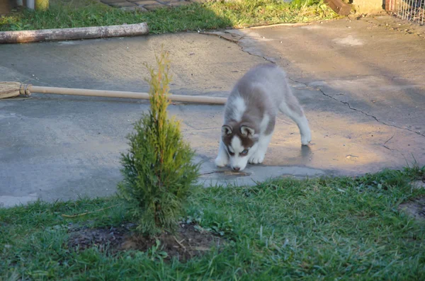 Cucciolo cane lupo — Foto Stock