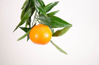 mandalina meyve portakal