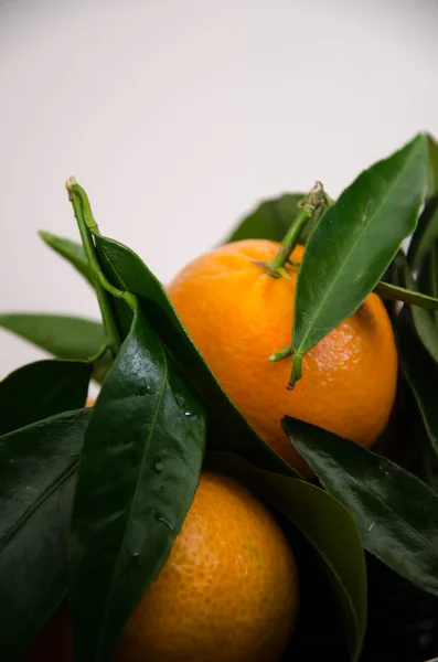 Mandarina fruta naranja — Foto de Stock