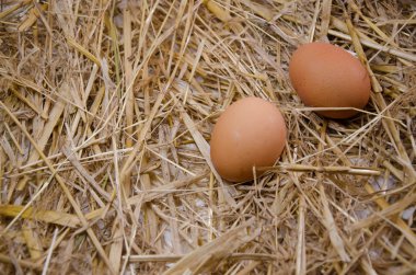 yumurta kabuğu gıda kitch