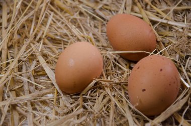 yumurta kabuğu gıda kitch