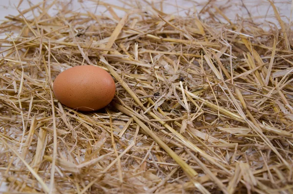 Κελυφών αυγών αγρόκτημα — Φωτογραφία Αρχείου