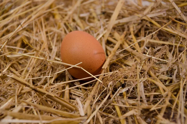 Ovoallevamento guscio d'uovo — Foto Stock