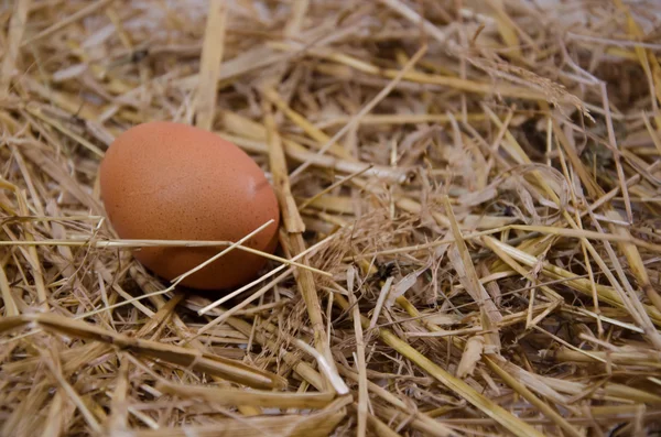 Äggskal ägg gård — Stockfoto