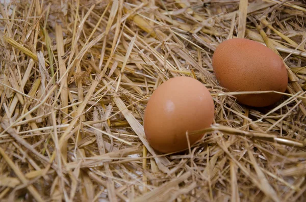 Eggshell egg farm — Stock Photo, Image