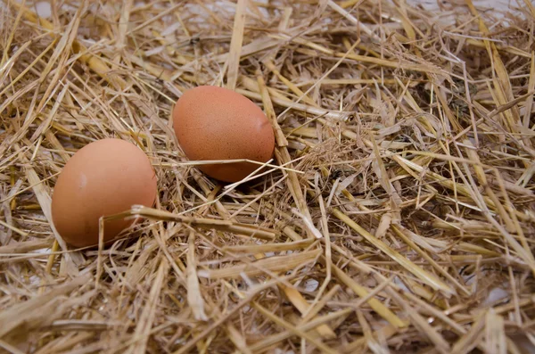 Eggshell τροφίμων kitch — Φωτογραφία Αρχείου