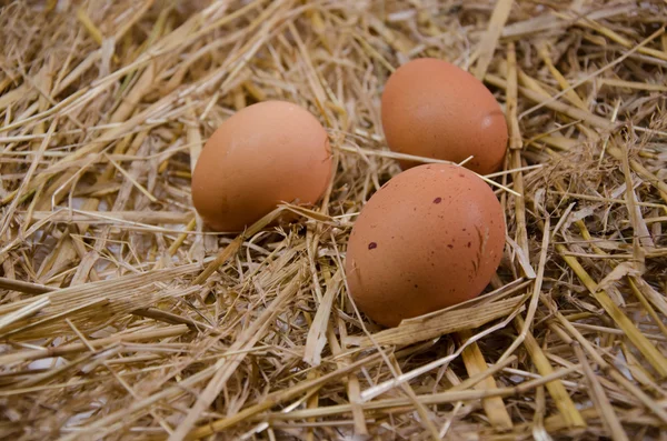 Eggshell food kitch — Stock Photo, Image