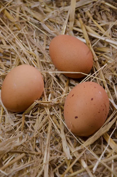 Яйца на кухне — стоковое фото