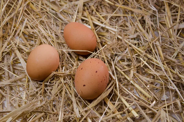 Ovos de cozinha ovo — Fotografia de Stock