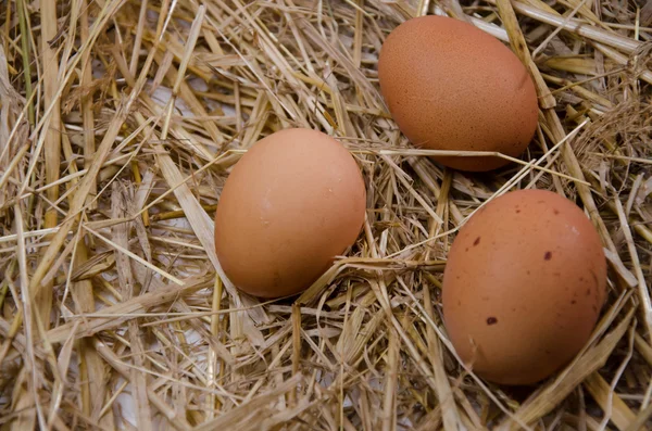 Egg kitchen eggs — Stock Photo, Image