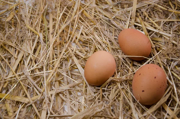 鸡蛋厨房鸡蛋 — 图库照片