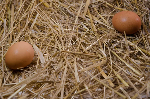Egg kitchen eggs — Stock Photo, Image