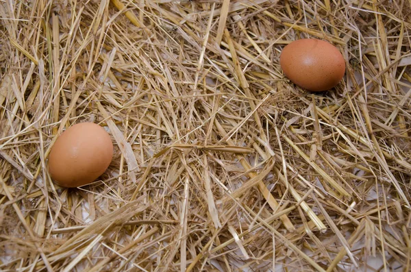 Egg kitchen eggs — Stock Photo, Image