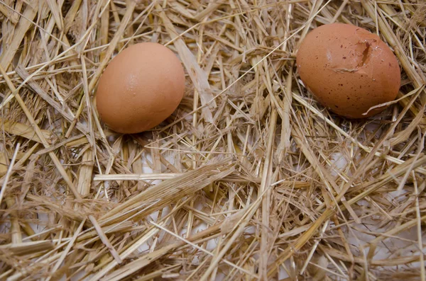 Egg kitchen eggs — Stock Photo, Image