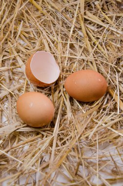 yumurta izole arka planlar