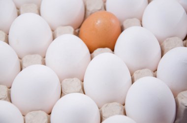 Yumurta tavuk yumurta