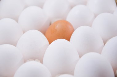 Yumurta tavuk yumurta