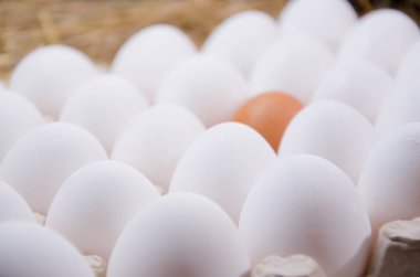 Yumurta tavuk yumurta