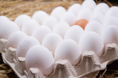 Yumurta tavuk yumurta