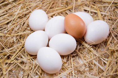 Yumurta tavuk yumurta
