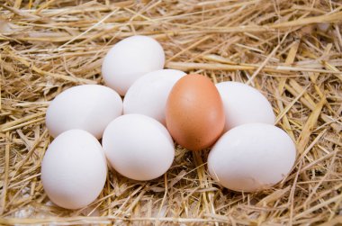 Yumurta tavuk yumurta