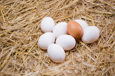 Yumurta tavuk yumurta