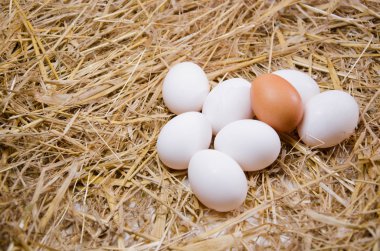 Yumurta tavuk yumurta