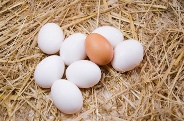 Yumurta tavuk yumurta