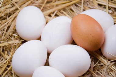 Yumurta tavuk yumurta