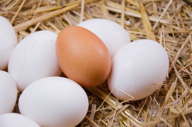 Yumurta tavuk yumurta