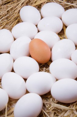 Beyaz arkaplanda izole yumurtalar