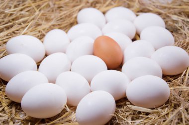 Beyaz arkaplanda izole yumurtalar