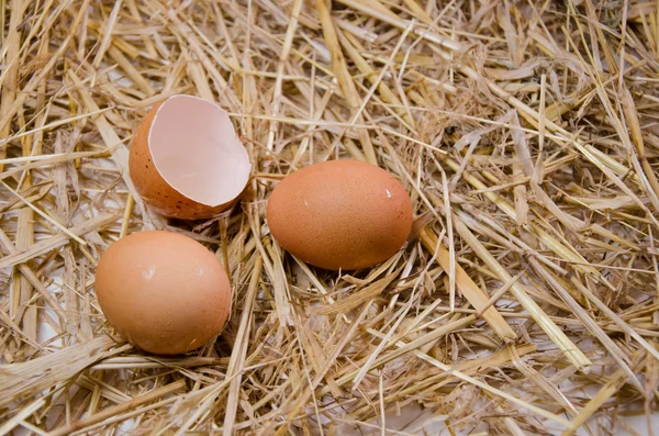 Huevos aislados fondos — Foto de Stock
