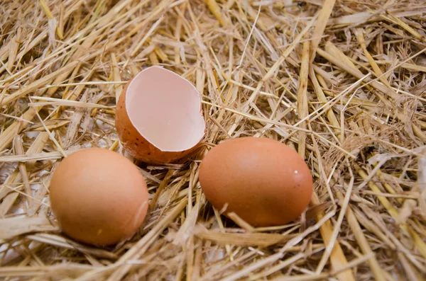 Αυγά απομονωμένες φόντα — Φωτογραφία Αρχείου