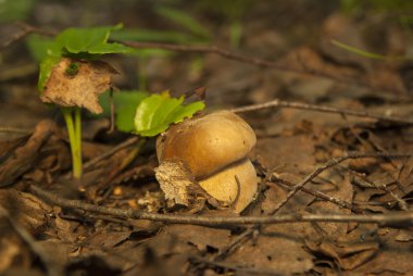 Boletus mantarı ormanın içinde. Yenilebilir mantar