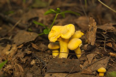 Chanterelles grubudur. Ormandaki sarı mantar