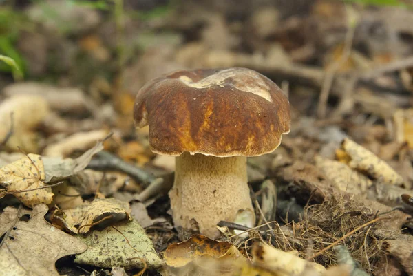 Boletus mantarı ormanın içinde. Yenilebilir mantar