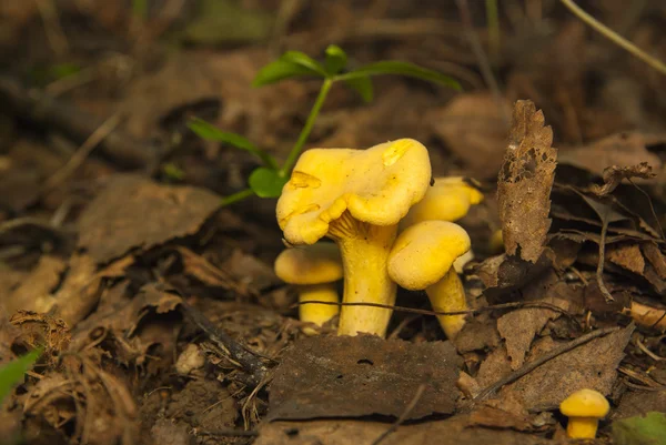Chanterelles grubudur. Ormandaki sarı mantar