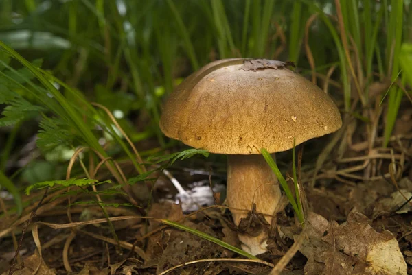 Boletus mantarı ormanın içinde. Yenilebilir mantar