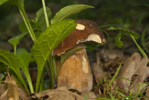 Boletus mantarı ormanın içinde. Yenilebilir mantar