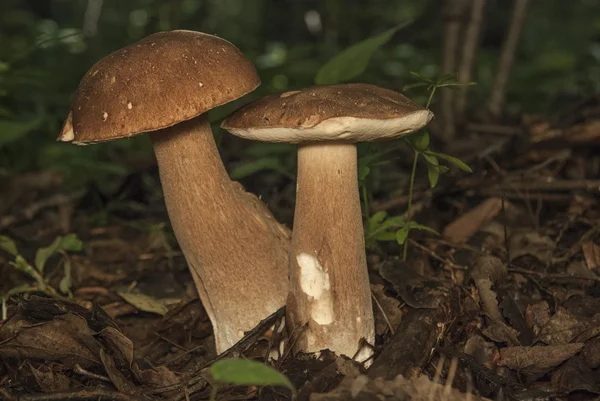 Ormanda iki çörek mantarı. Yenilebilir mantar