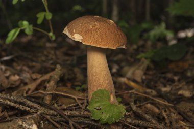 Boletus mantarı ormanın içinde. Yenilebilir mantar