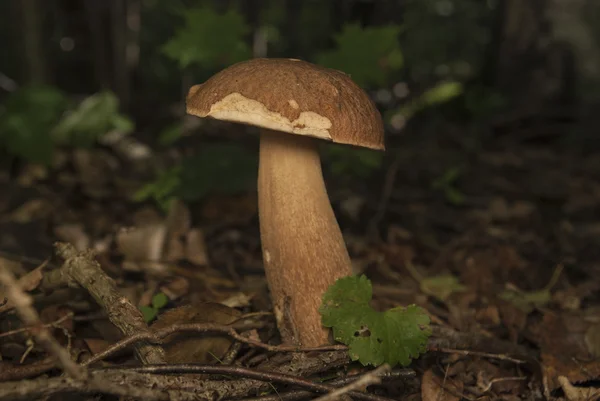 Boletus edulis na floresta. Cogumelo comestível — Fotografia de Stock