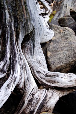 Esnek ağaç. Kökleri taş