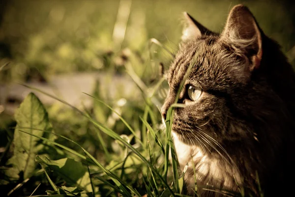 Cat on the grass in summer — Stock Photo, Image