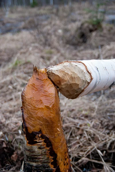 Il lavoro di castoro - abbattono l'albero dai denti affilati — Foto Stock