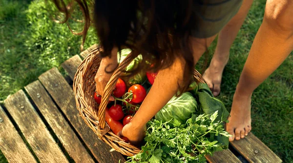 Jardineiro Feminino Colocando Uma Cesta Legumes Ecológicos Recém Colhidos Fazenda — Fotografia de Stock