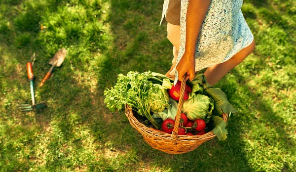 Tiro Cortado Belo Jardineiro Feminino Com Uma Cesta Com Legumes — Fotografia de Stock