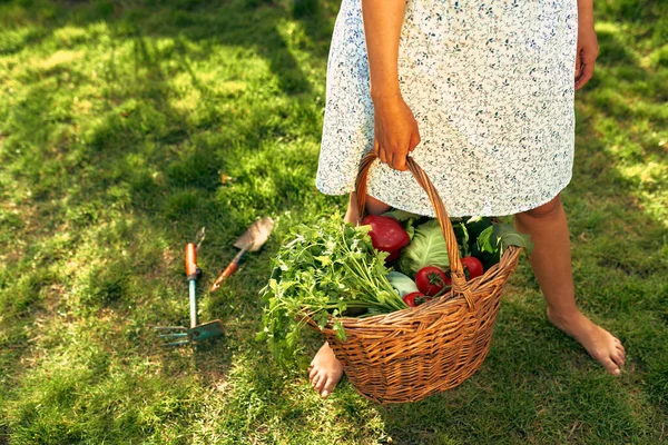 Imagem Cortada Jardineiro Feminino Com Uma Cesta Com Legumes Ecológicos — Fotografia de Stock