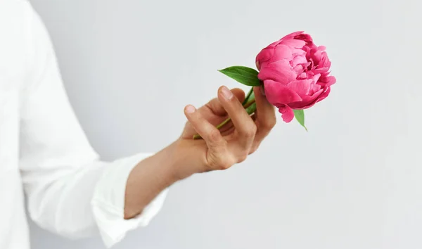 Fechar Mão Homem Segurando Uma Bela Peônia Rosa Mão Como — Fotografia de Stock